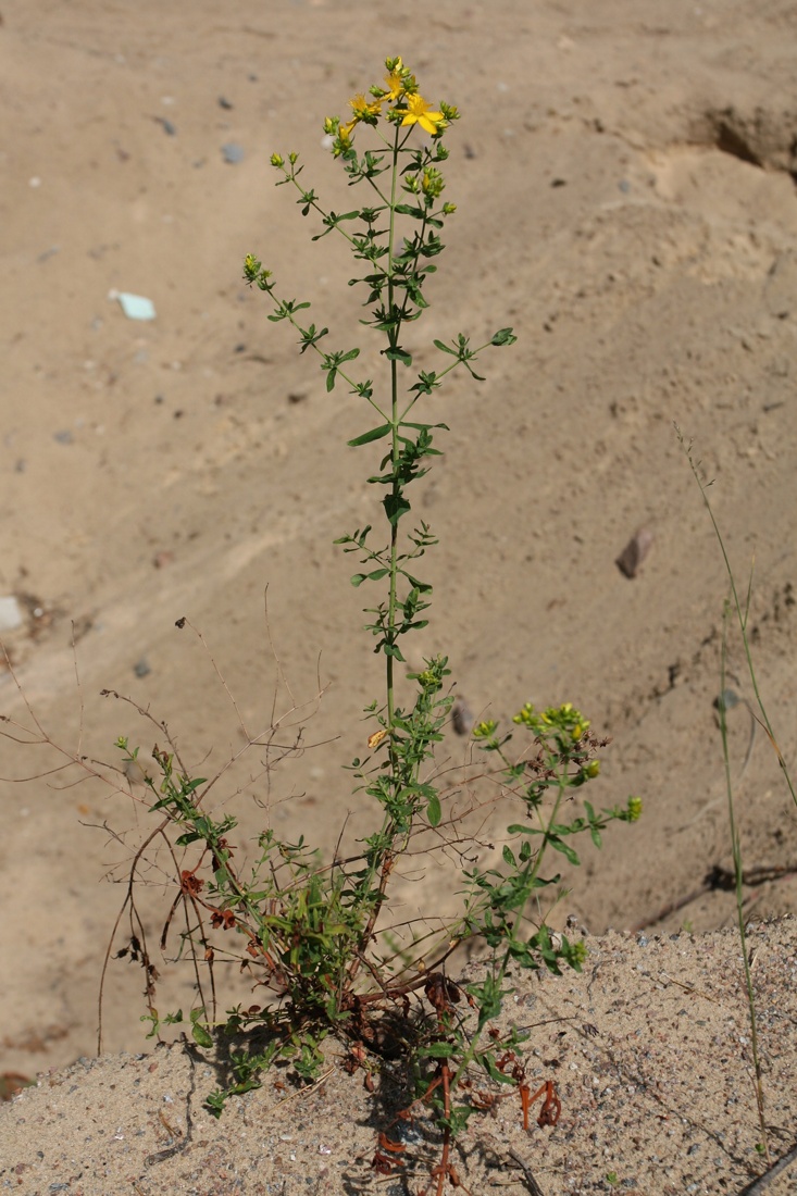 Image of Hypericum perforatum specimen.