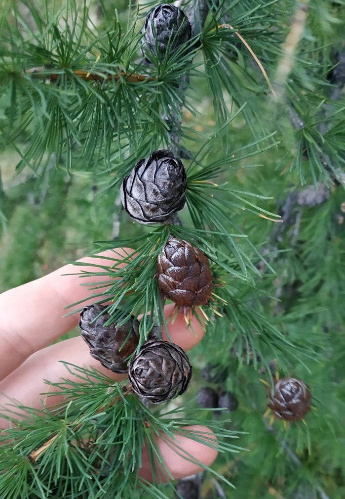 Image of Larix sibirica specimen.