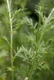 Anthemis tinctoria