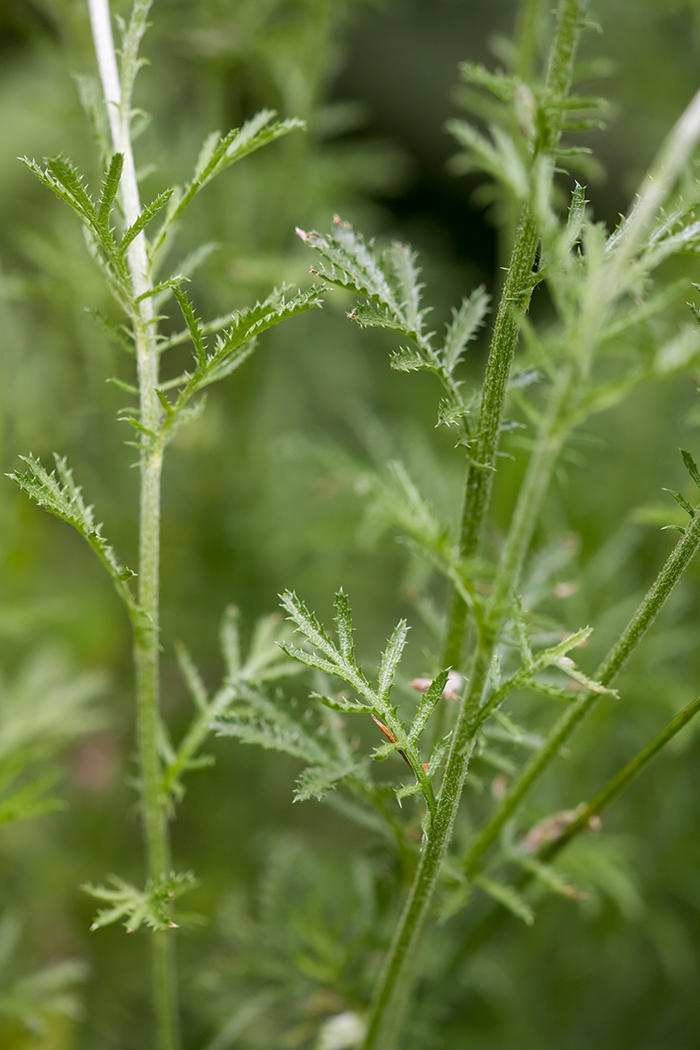 Image of Anthemis tinctoria specimen.