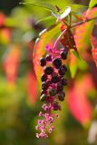 Phytolacca americana