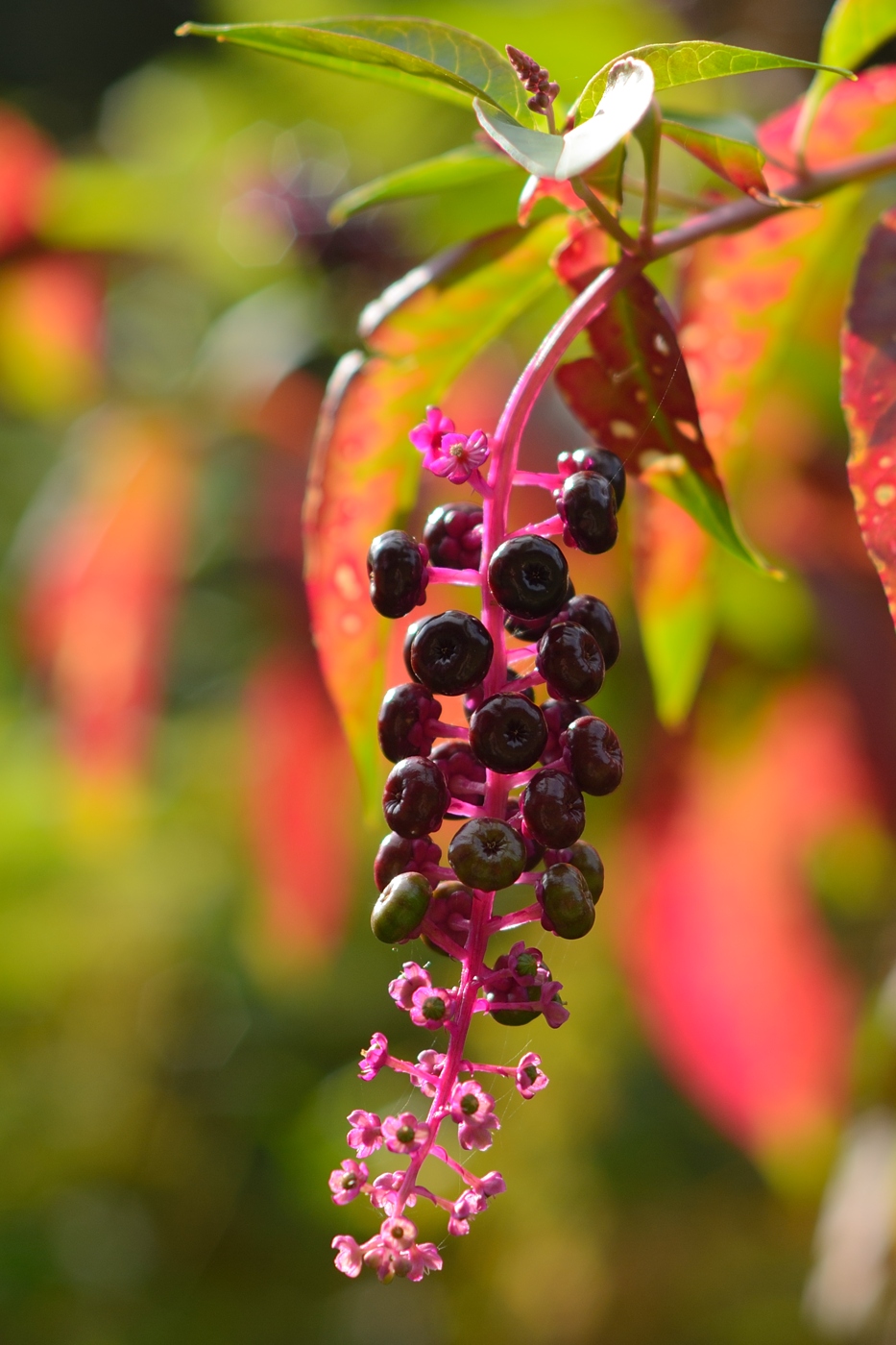 Изображение особи Phytolacca americana.