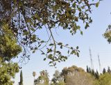 genus Eucalyptus