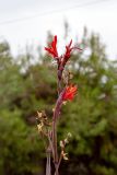 Canna indica