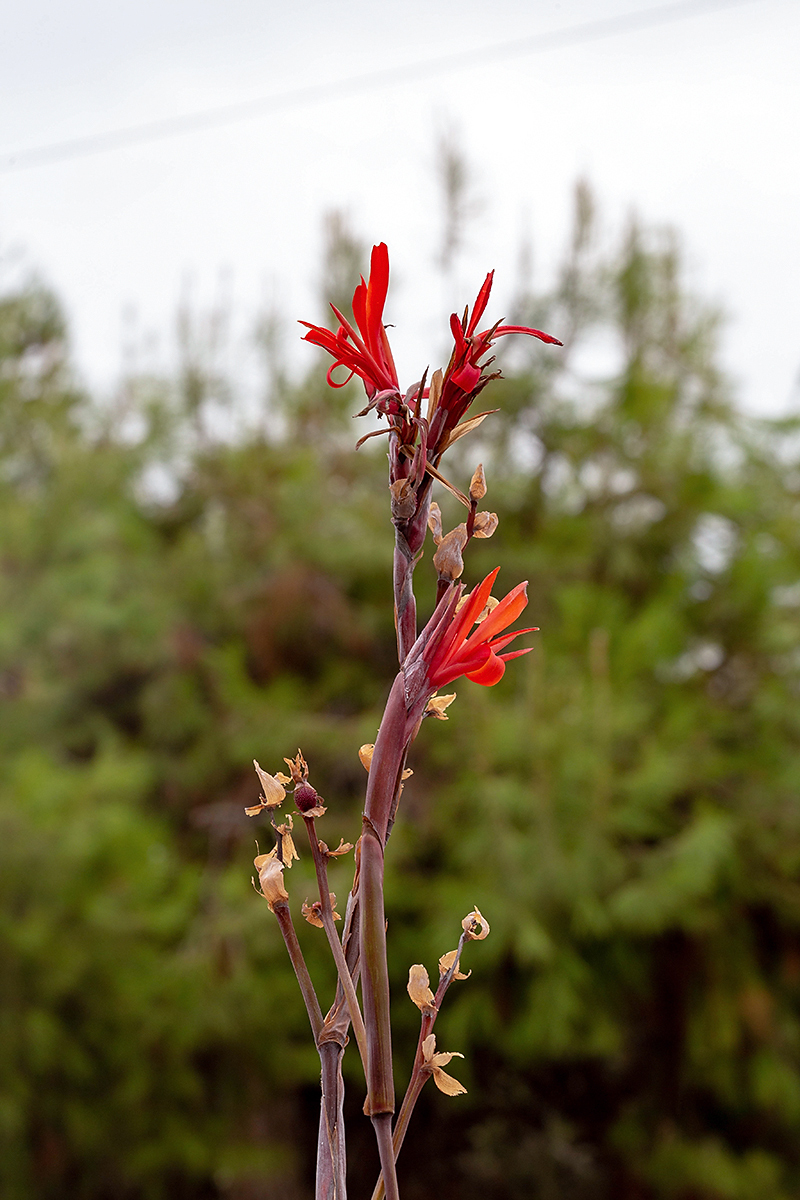 Image of Canna indica specimen.