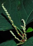 Reynoutria japonica. Часть побега с зацветающими соцветиями. Новосибирск, в культуре. 21.09.2010.