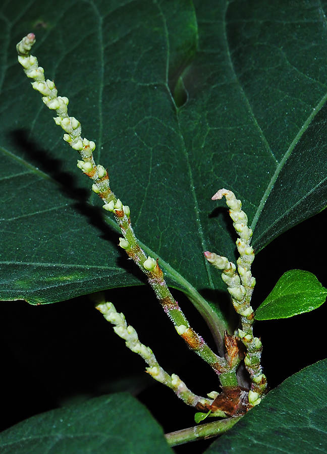 Изображение особи Reynoutria japonica.