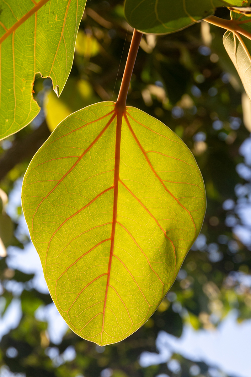 Image of Ficus benghalensis specimen.