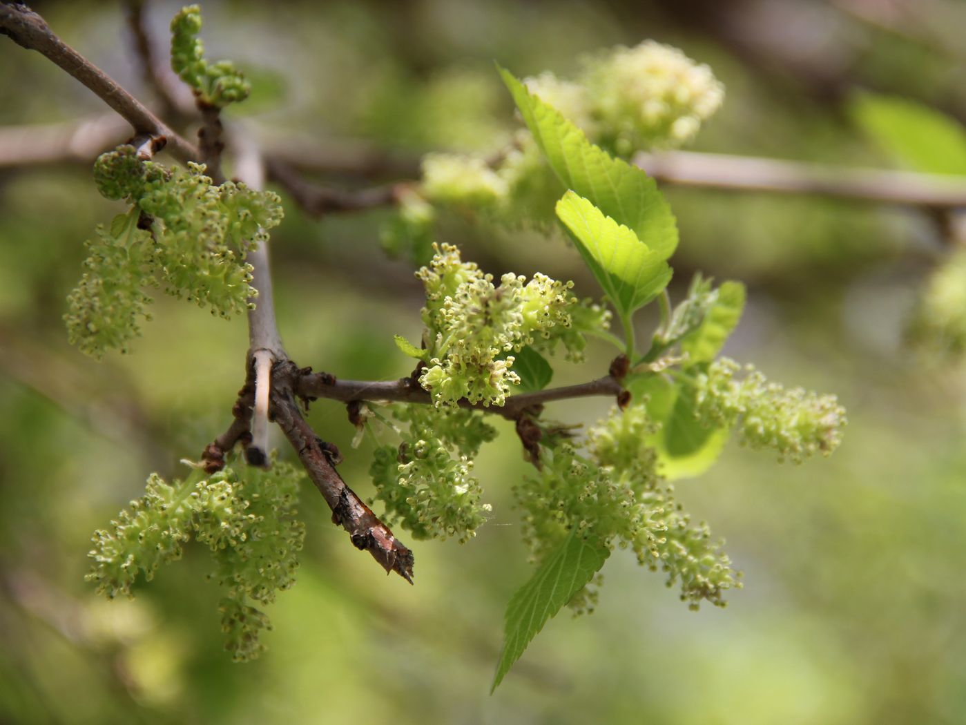 Изображение особи Morus alba.