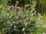 Cirsium balkharicum. Цветущие растения. Кабардино-Балкария, Черекский р-н, Кабардино-Балкарский высокогорный заповедник, Черек-Безенгийское ущелье, ≈ 2300 м н.у.м., донная морена. 18.08.2021.