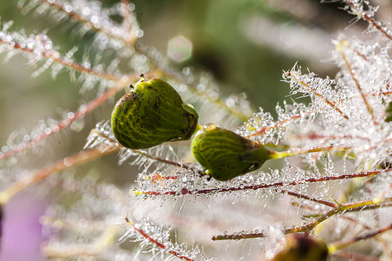 Image of genus Cotinus specimen.