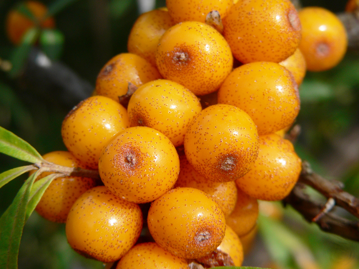 Изображение особи Hippophae rhamnoides.