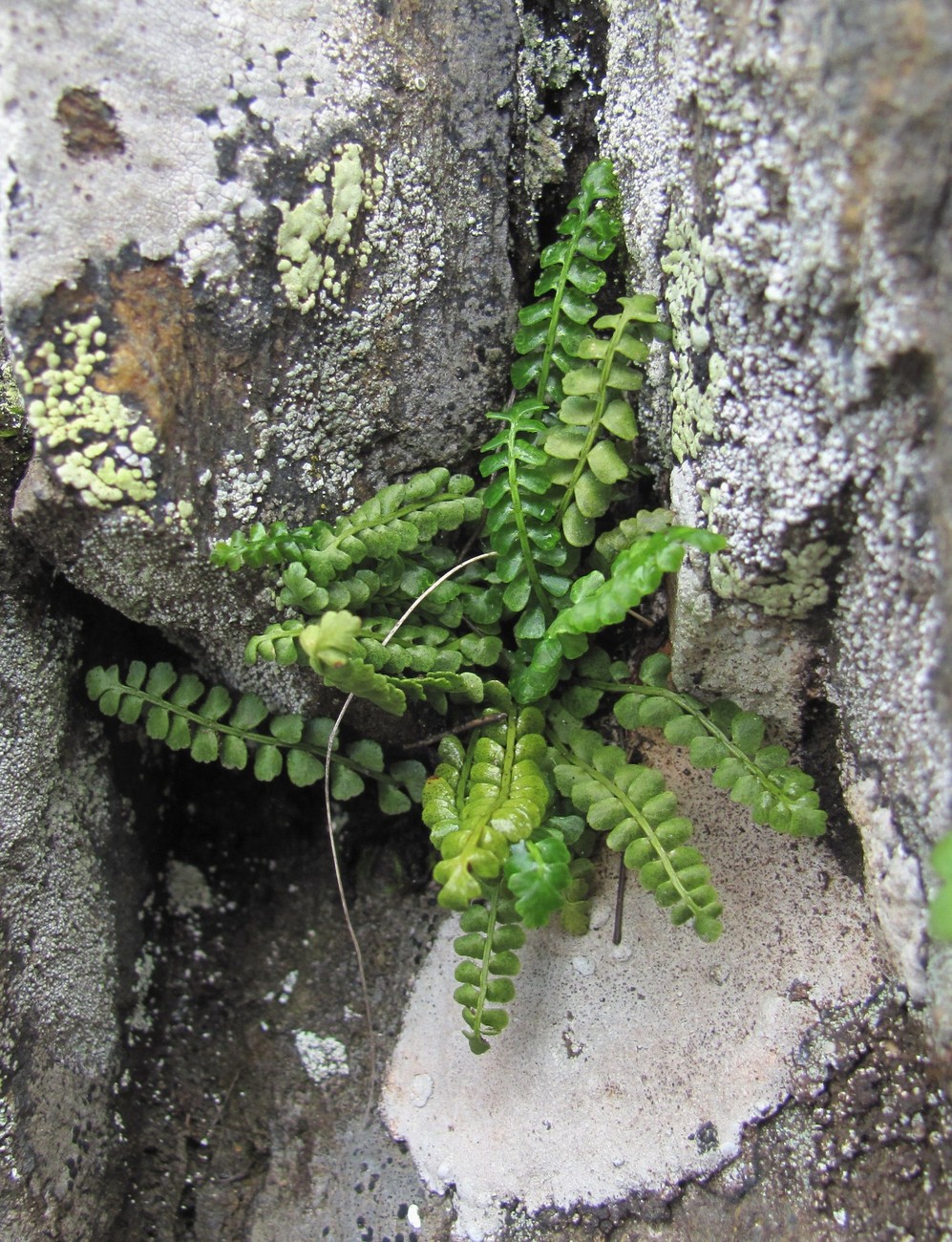 Изображение особи Asplenium viride.