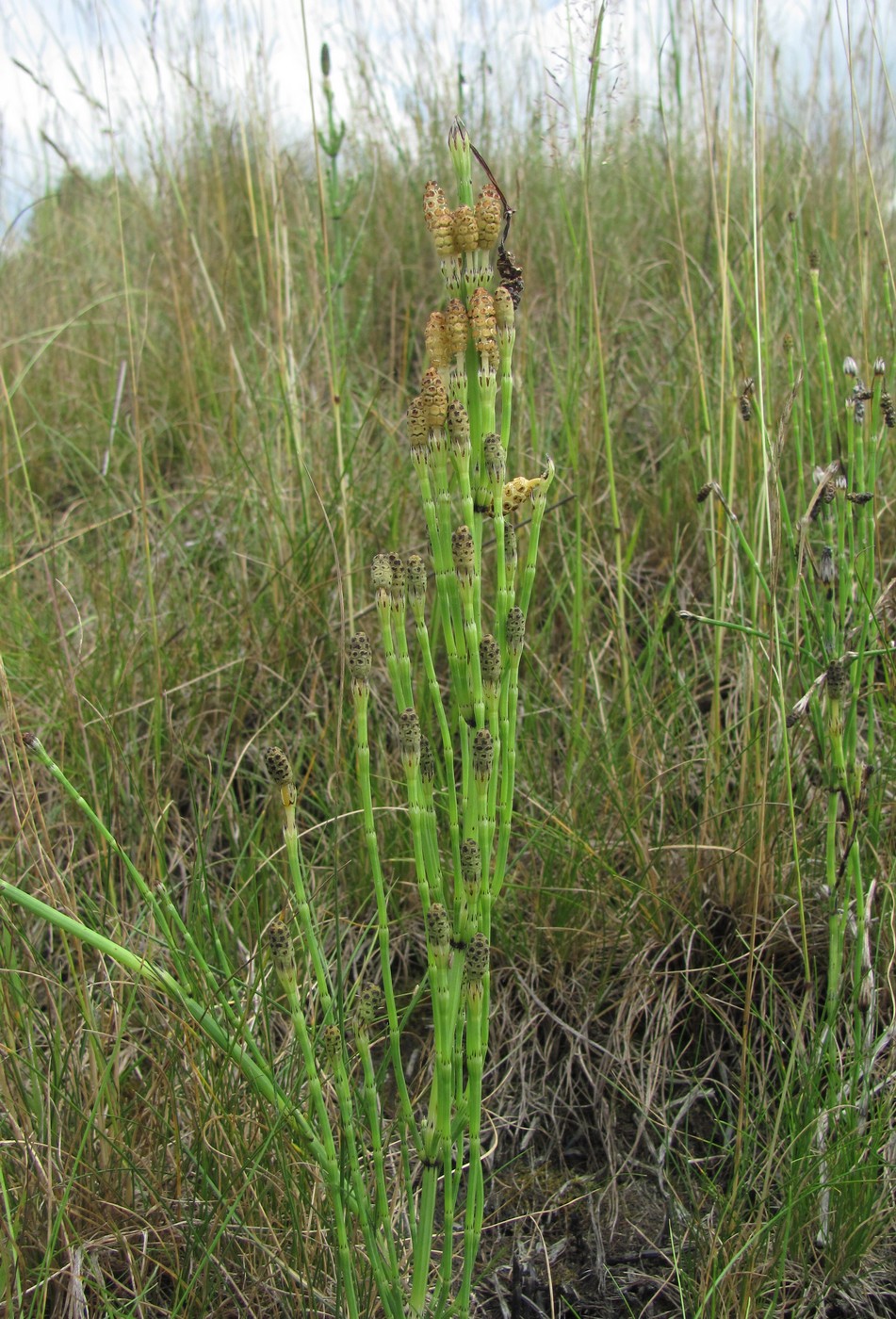 Image of Equisetum palustre specimen.