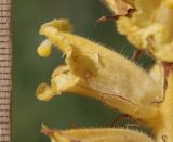 Orobanche ingens. Цветок. Дагестан, Докузпаринский р-н, с. Килер, луг у дороги (паразитирует на Heracleum sosnowskyi). 26 июня 2021 г.