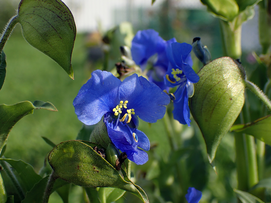 Image of Commelina tuberosa specimen.