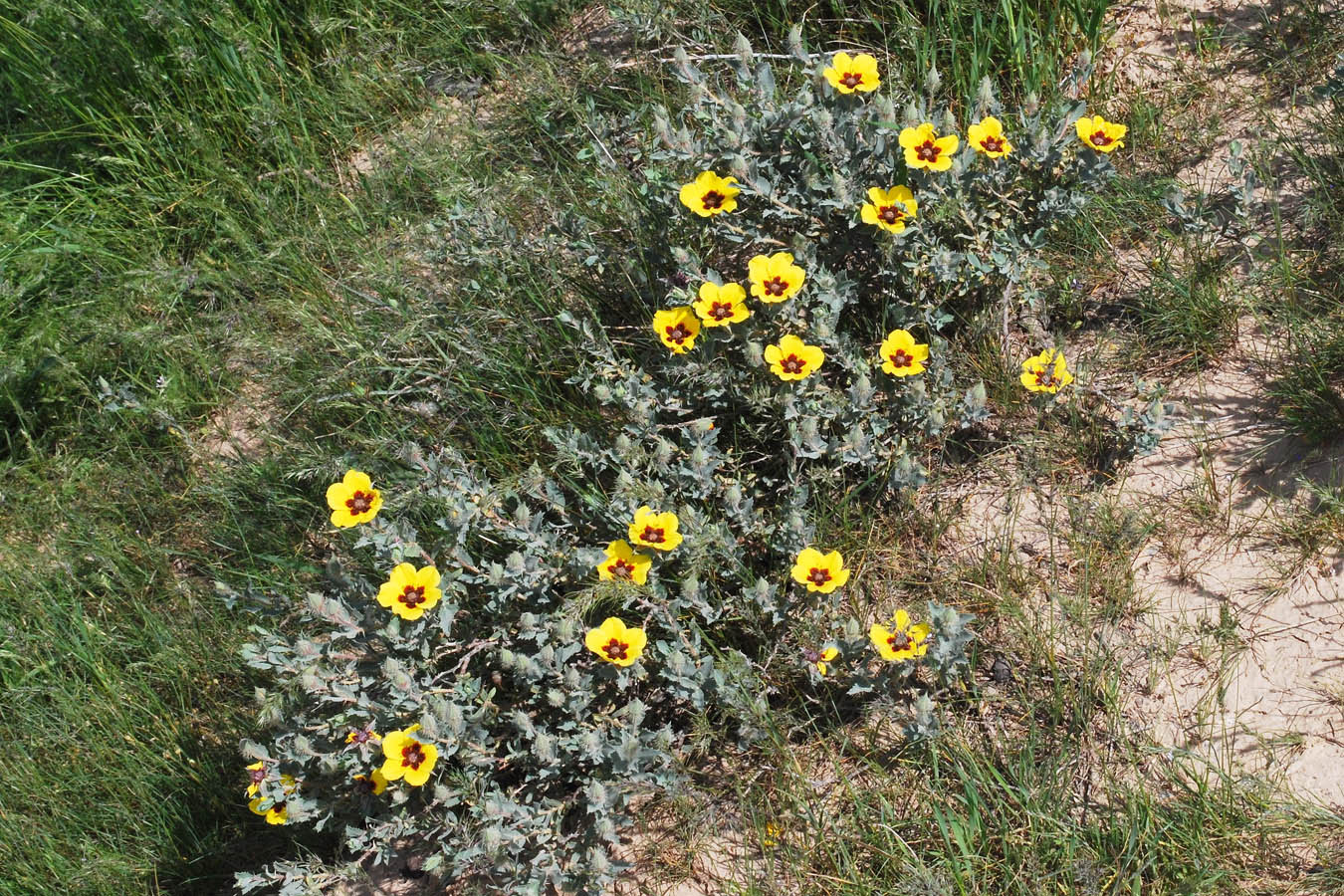 Image of Rosa persica specimen.