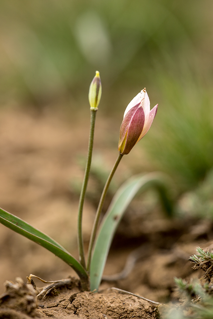 Изображение особи Tulipa biflora.