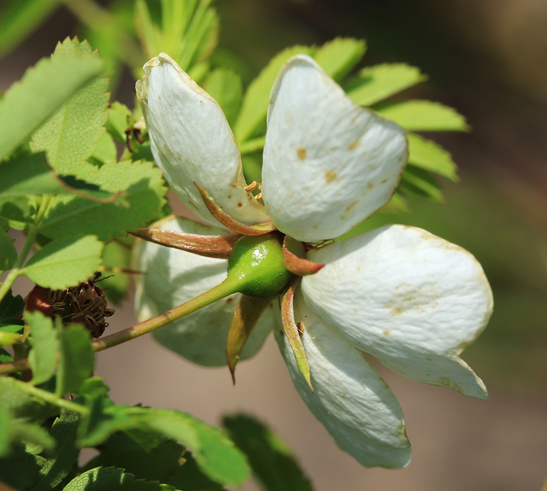 Изображение особи Rosa spinosissima.