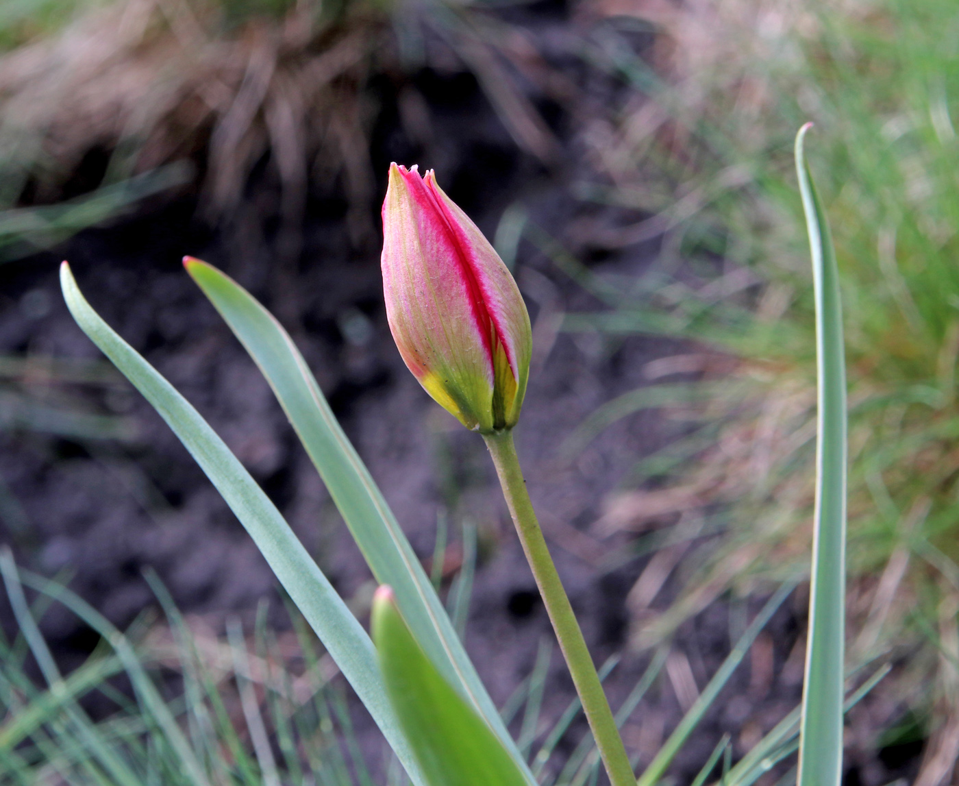 Изображение особи Tulipa humilis.