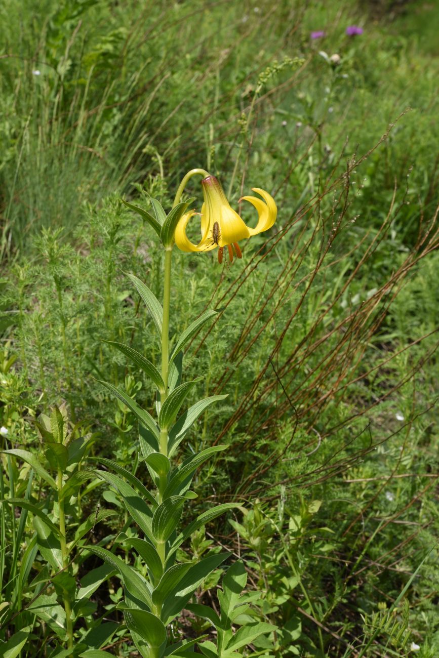 Image of Lilium monadelphum specimen.