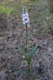 Dactylorhiza maculata