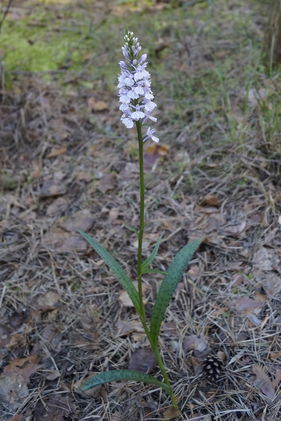 Изображение особи Dactylorhiza maculata.