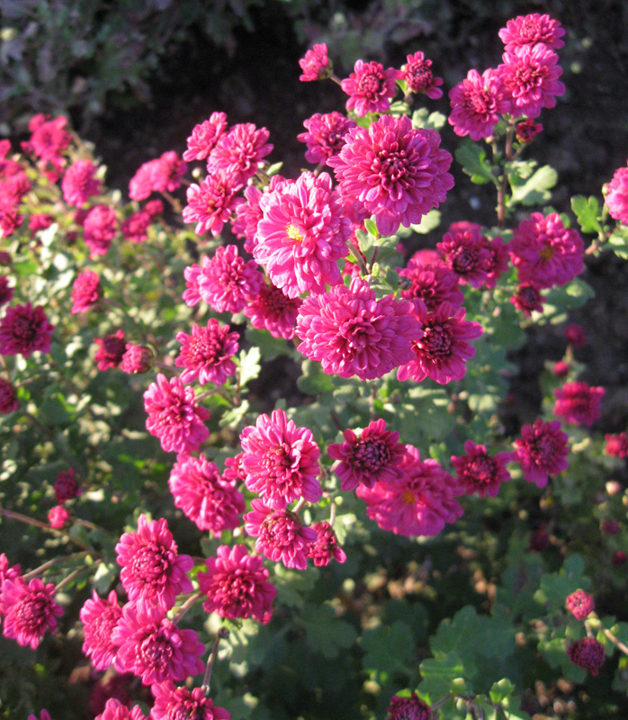 Изображение особи Chrysanthemum indicum.