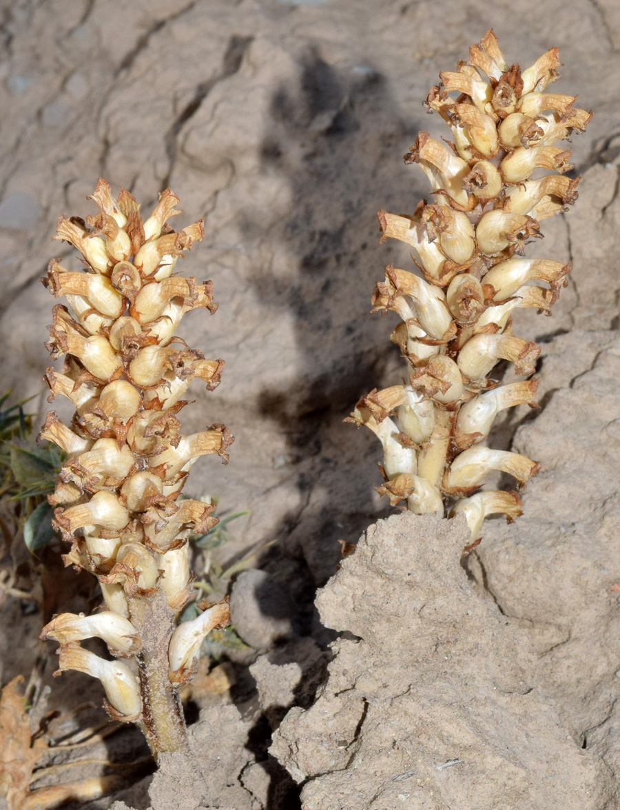 Image of Orobanche cumana specimen.