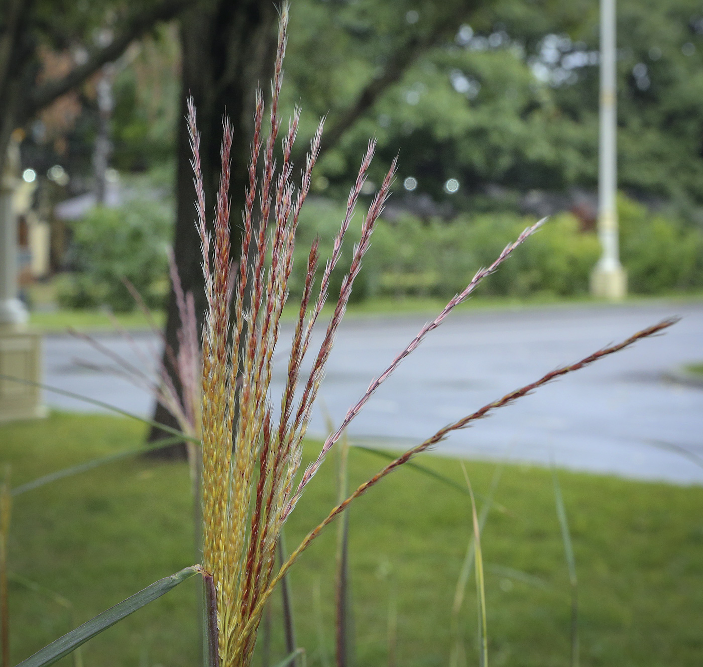 Изображение особи род Miscanthus.