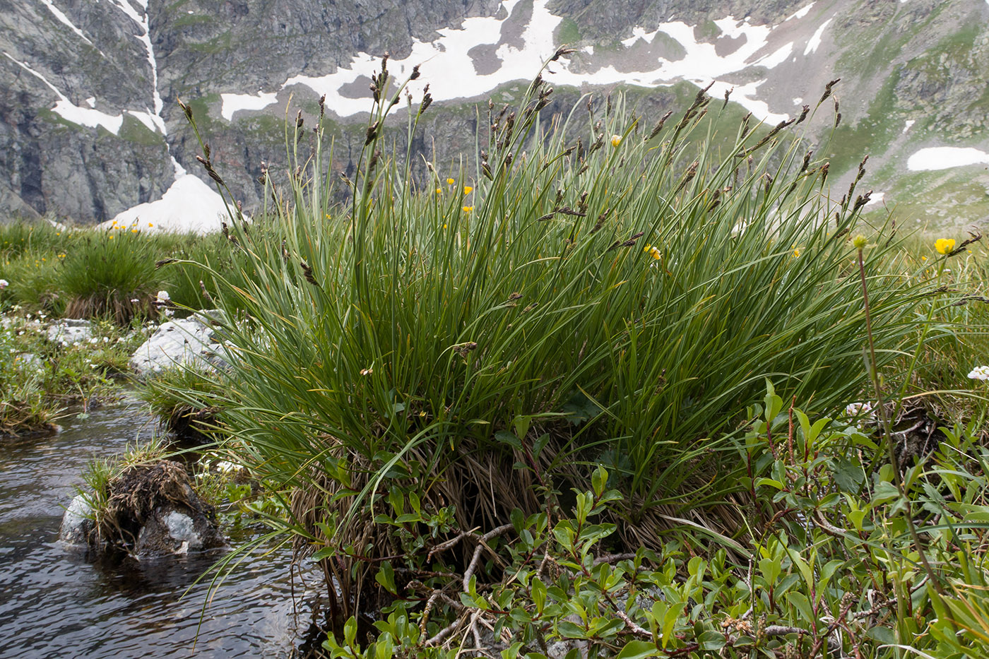 Изображение особи Carex acrifolia.