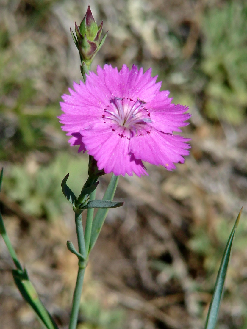 Image of Dianthus versicolor specimen.