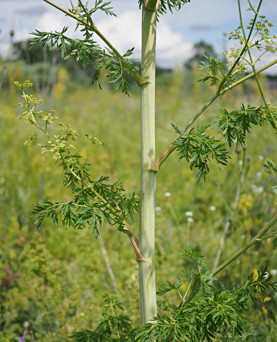 Image of Xanthoselinum alsaticum specimen.