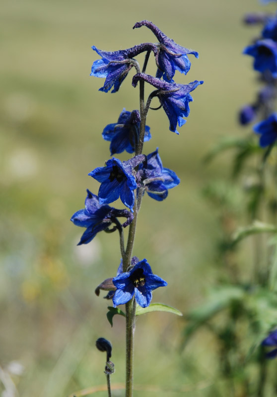 Изображение особи Delphinium ukokense.