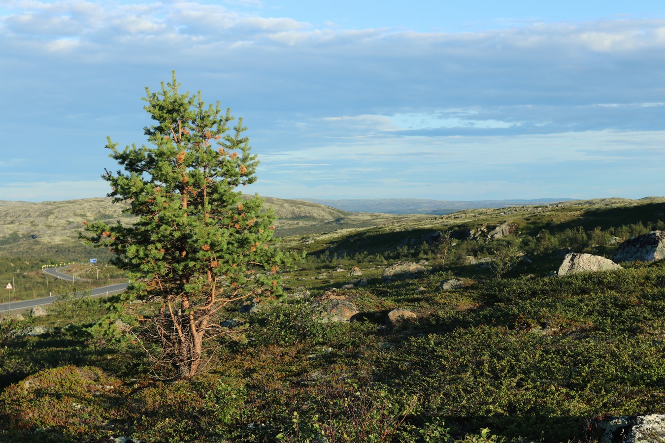 Image of Pinus friesiana specimen.