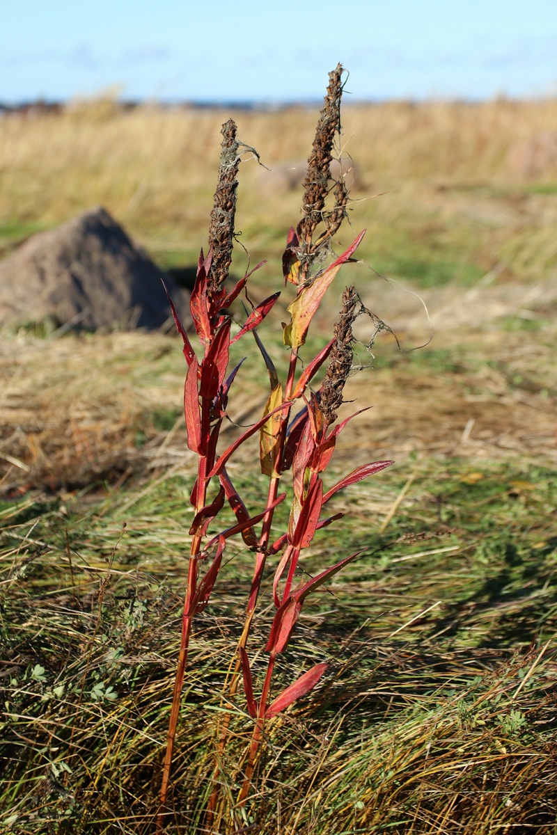 Image of Lythrum intermedium specimen.