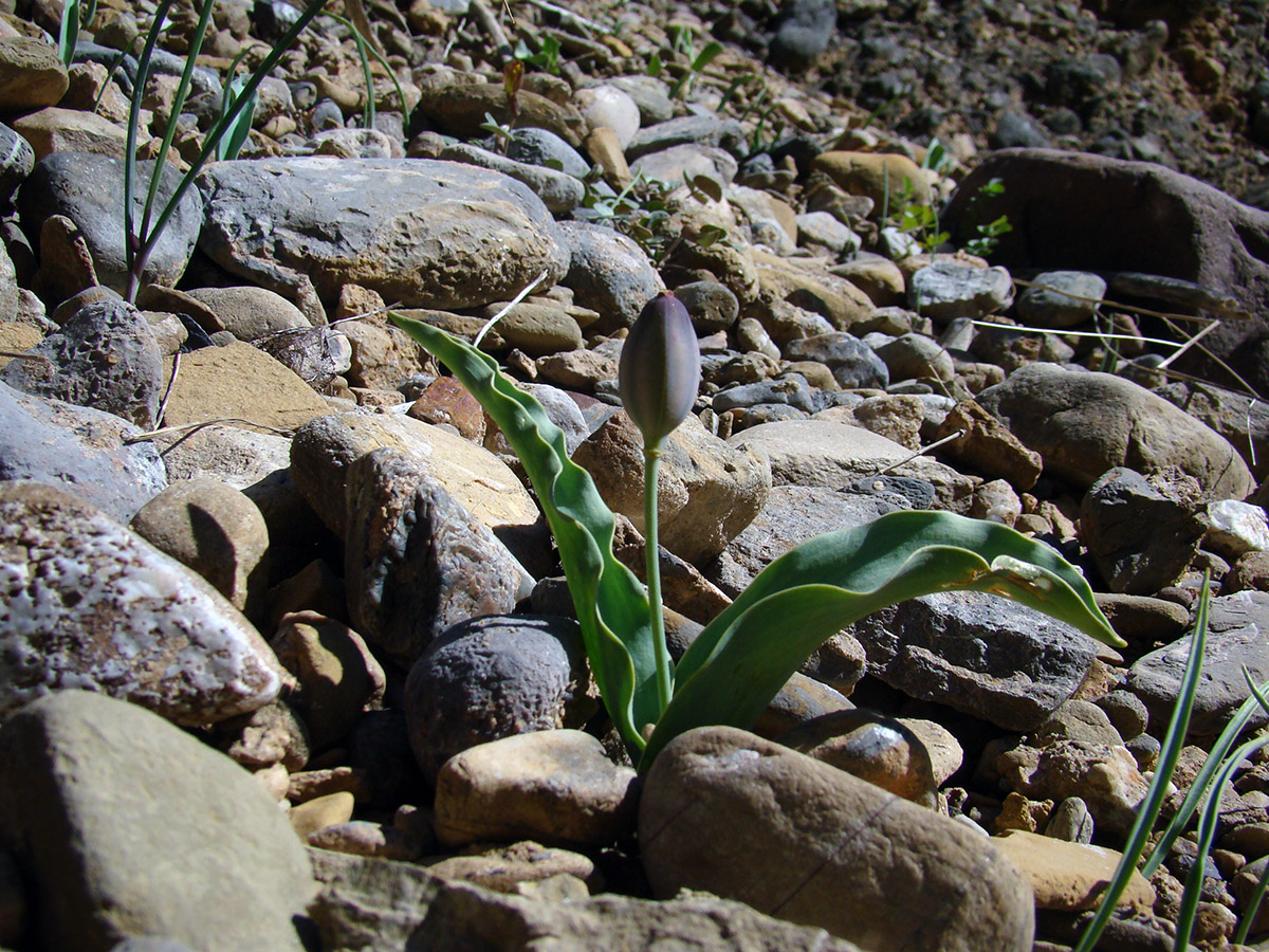 Изображение особи Tulipa pseudoferganica.