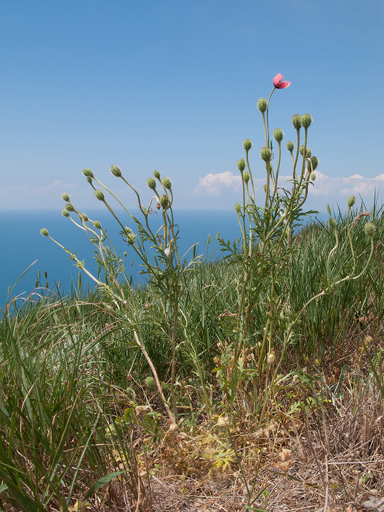 Image of Papaver hybridum specimen.