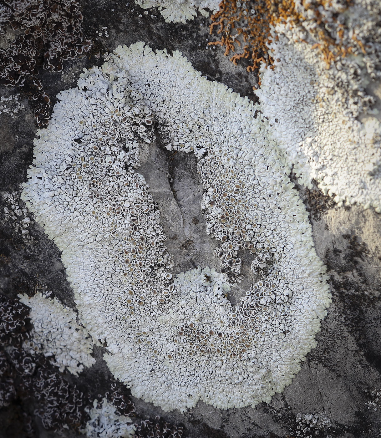 Image of Lecanora muralis specimen.