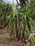 Yucca gigantea