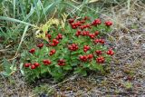 Chamaepericlymenum suecicum. Куртина плодоносящих растений на обочине дороги у берега моря. Мурманская обл., окр. пос. Дальние Зеленцы, берег Ярнышной губы у Бобрового ручья. 03.08.2010.