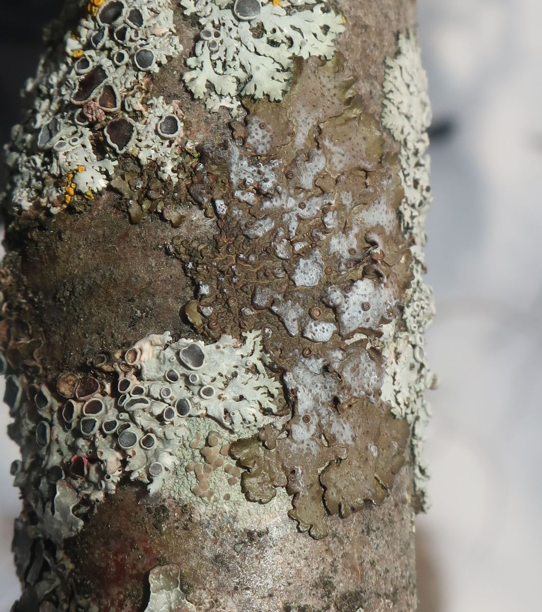 Image of class Lecanoromycetes specimen.