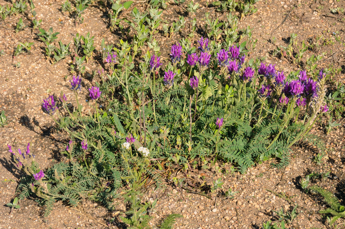 Image of Astragalus onobrychis specimen.