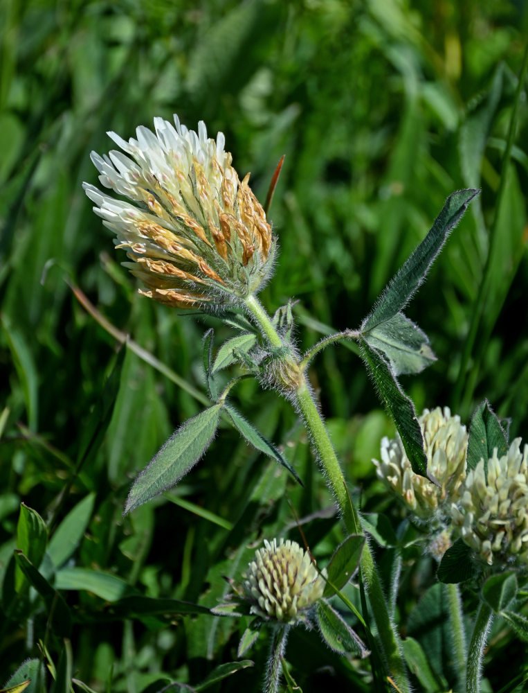 Image of Trifolium trichocephalum specimen.