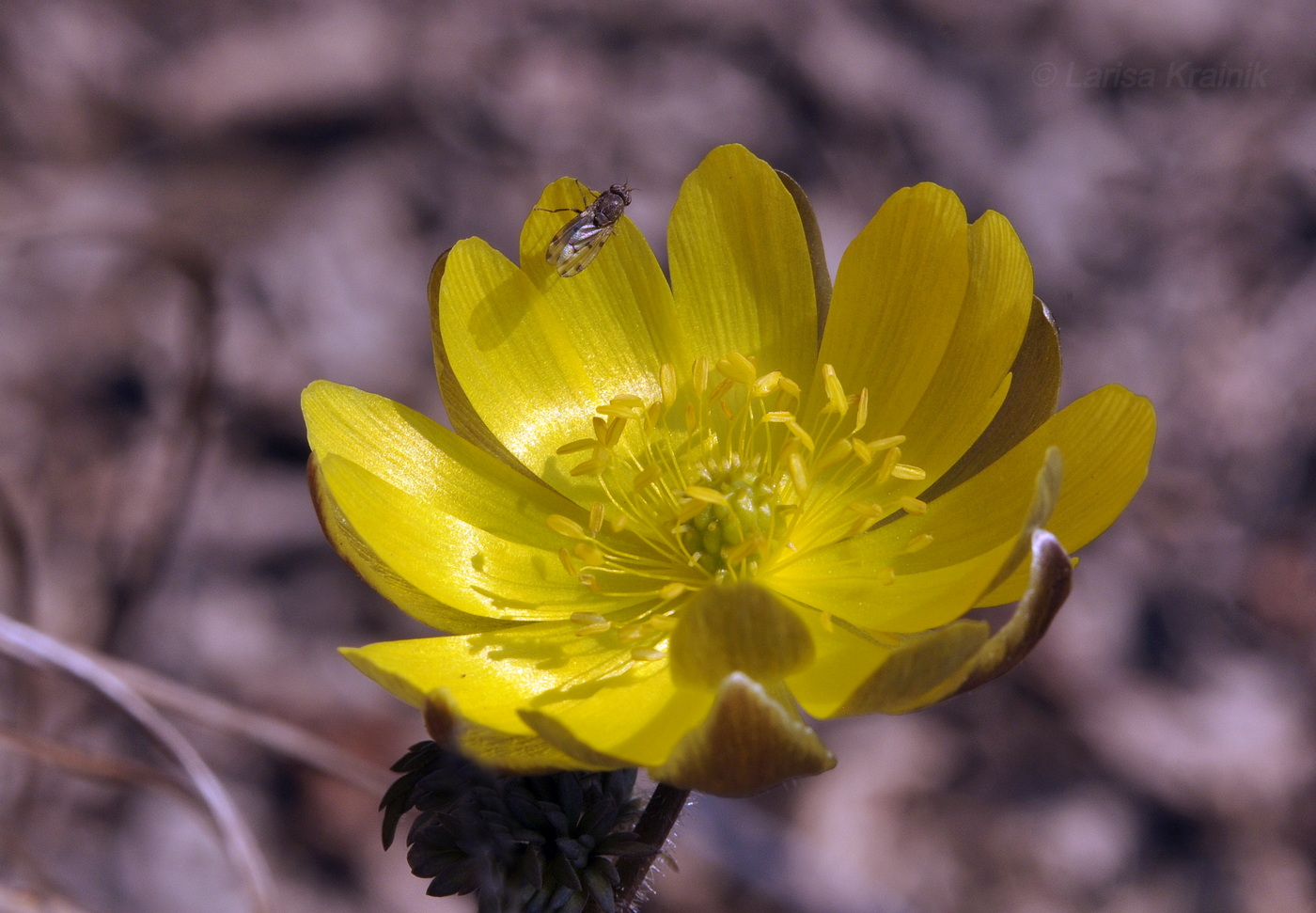 Image of Adonis amurensis specimen.