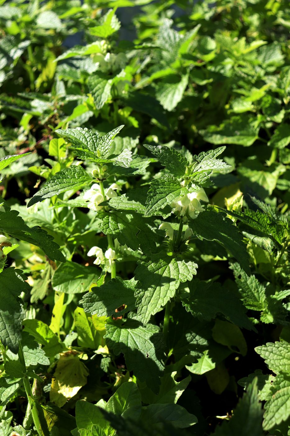 Image of Lamium album specimen.