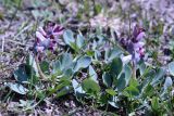 Corydalis ledebouriana