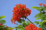 Delonix regia