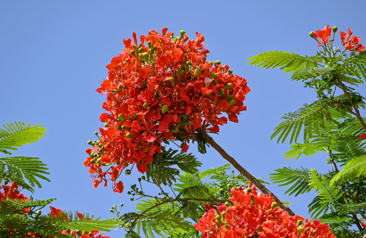 Изображение особи Delonix regia.