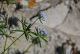 Asperula arvensis